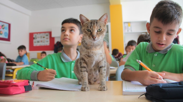 Tarçın isimli kedi, okulun neşesi haline geldi.