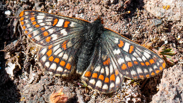 Endangered butterfly observed 50 years later in Turkey