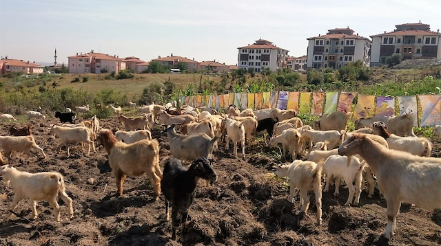 Osman Şimşek, keçilere sergi açarak protesto eylemi yaptı.