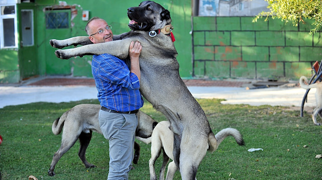 Şeref Alkan, Türk çoban köpeği yetiştiriciliği yapıyor. 