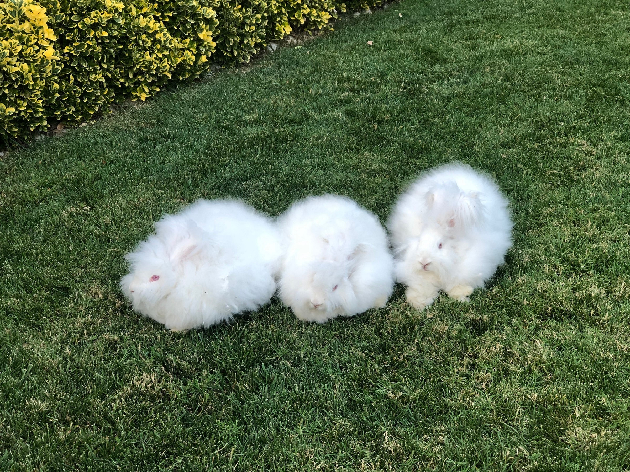 milli irk angora tavsanini yeniden