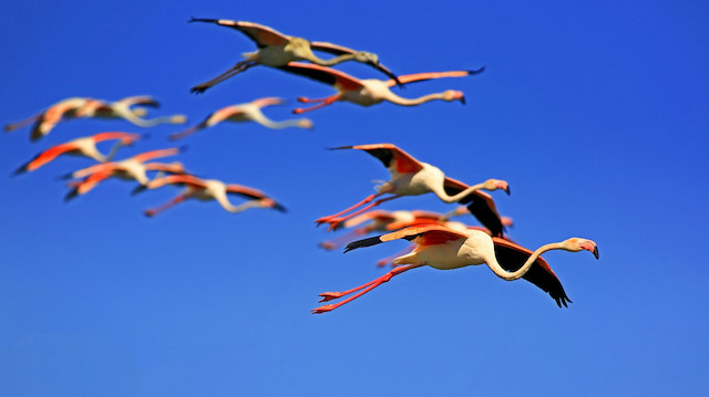 Flamingos offer visual feast in western Turkey lake