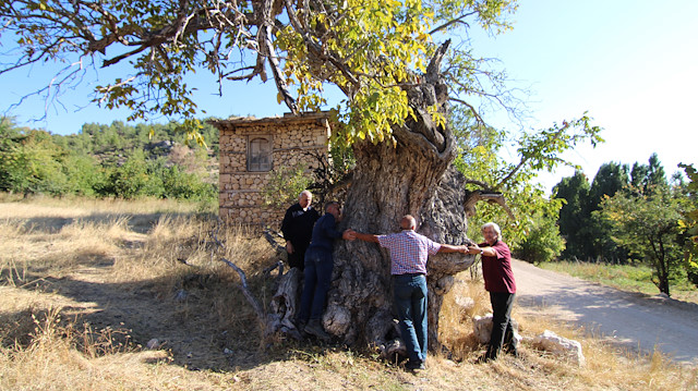 Ermenek Belediyesi ceviz ağacını koruyacak. 