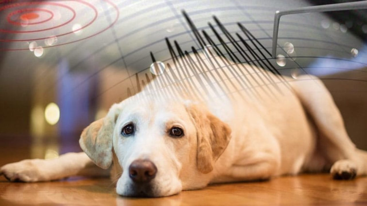 dogadaki degisimler depremin habercisi