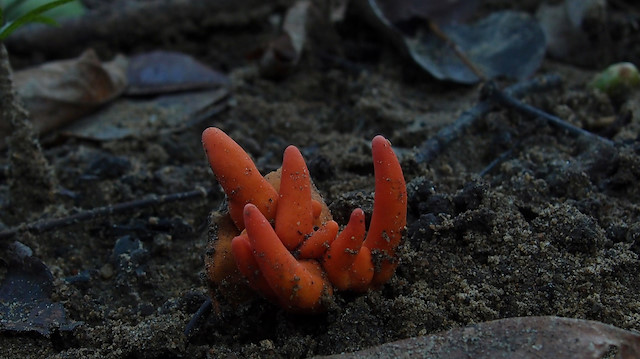 Poison Fire Coral fungus is seen in Cairns, Queensland, Australia