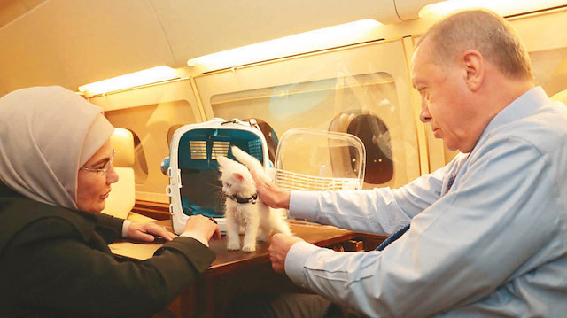 Emine Erdoğan, 4 Ekim Hayvanları Koruma Günü’nde sosyal medya hesabından Cumhurbaşkanı Erdoğan ile sevdikleri bir kediyi paylaştı.