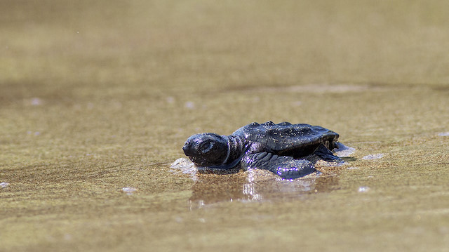 Turkey: 70,000 baby turtles make their way to sea