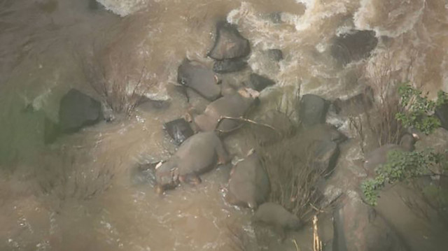 11 fil şelalede ölü bulundu.
