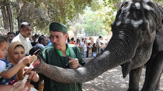 أقدم حديقة حيوان بمصر تودع آخر الفيلة بعد نفوق "نعيمة" 