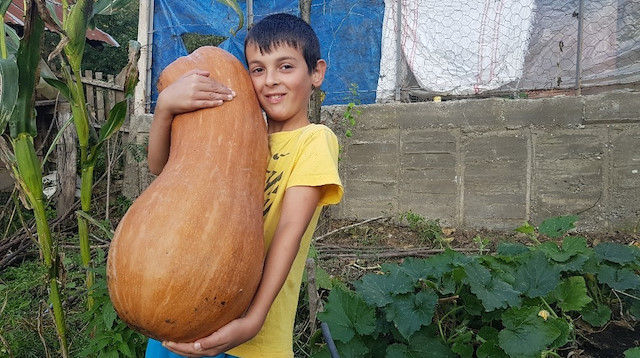 12 yaşındaki Ege Bostancı, 70 santimetre boyundaki 22 kiloluk kabağı taşımakta zorlandı.