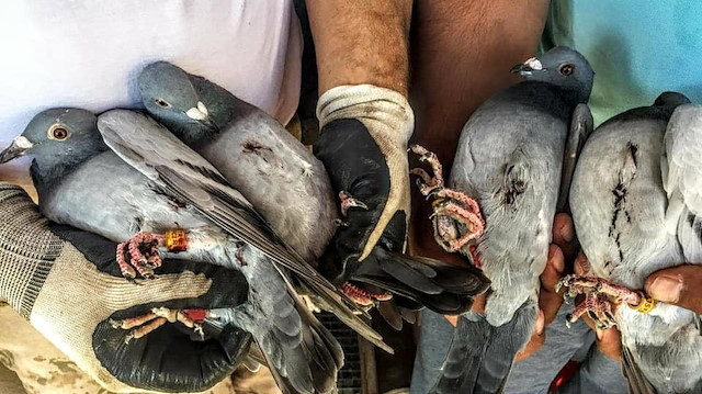 Edirne’de, kaçak avcılar posta güvercinlerini katlediyor. 