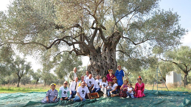 3 bin 200 yıllık zeytin ağacı