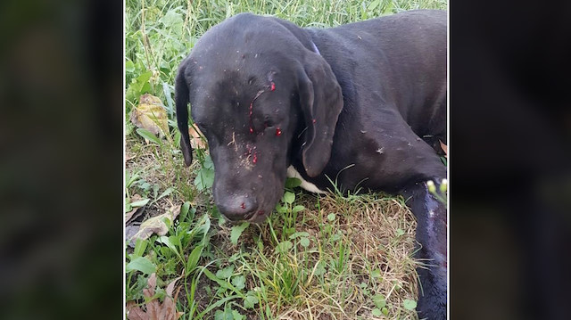 Bir yaşındaki Labrador, yaralı ve korkmuş bir halde bulundu.