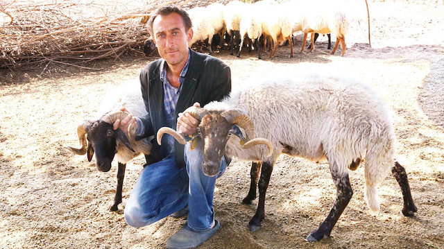 Erdoğan Aktürk ve Çine Çaparı koyunları