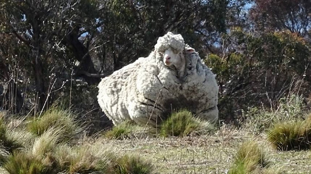 Chris the woolly sheep is seen in this undated picture from social media obtained by Reuters 