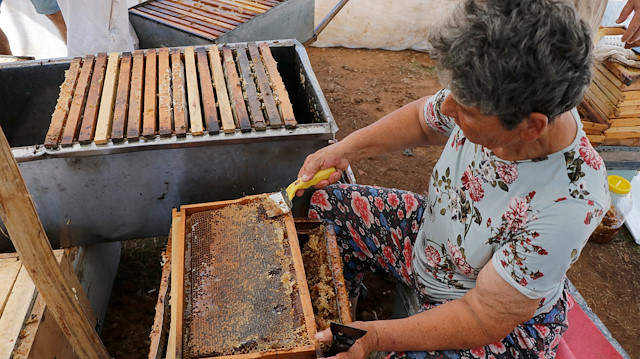 Turkish ‘Queen of beekeepers’ on hunt for best honey