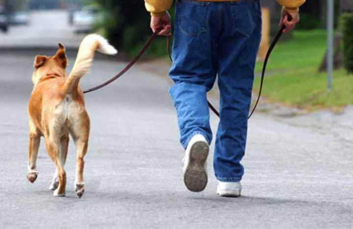 Toronto Üniversitesi Tıp Profesörü yardımcısı Caroline Kramer'e göre de köpek sahipleri düzenli egzersiz yaptıklarını ve bu durumun kan basıncını düşürdüğünü söyledi.