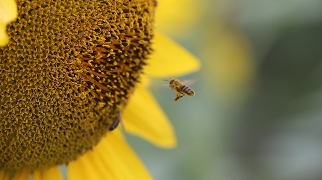 Beekeeping in Turkey's Edirne

