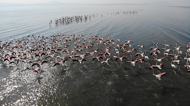 طيور الفلامينغو تبدأ هجرتها من بحيرة "وان" التركية نحو إفريقيا