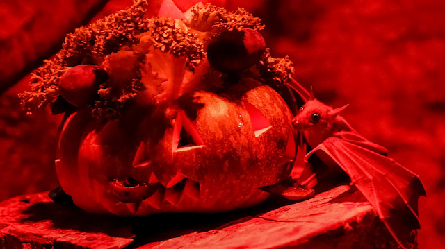An Egyptian fruit bat eats a pumpkin during Halloween celebrations at the zoo in Kiev, Ukraine October 29, 2019. REUTERS/Gleb Garanich

