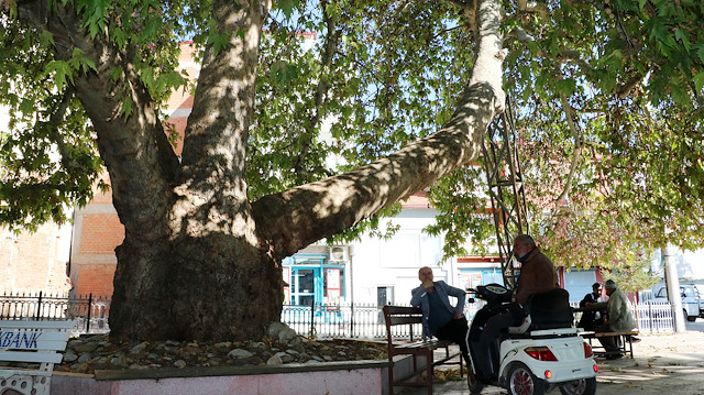 Kızılören'de cami avlusundaki çınar ağacı heybetli görüntüsüyle dikkat çekiyor.