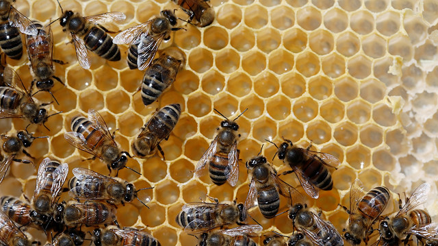 Bees are seen on a honeycomb at an apiary, in Casablanca, Chile October 4, 2019. Picture taken October 4, 2019. REUTERS/Rodrigo Garrido

