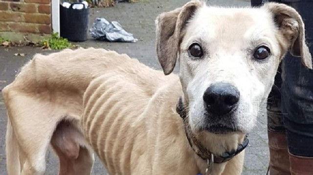 Casper, a dog which was thrown by his barbaric owner over an animal sanctuary in UK.