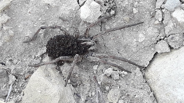 Örümcek, üzerinde yüzlerce yavrusunu taşıyor.