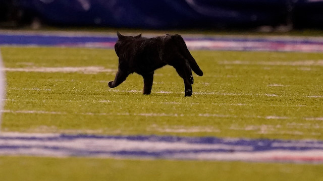Nov 4, 2019; East Rutherford, NJ, USA; A black cat roams the field in the first half of the game between the Dallas Cowboys and the New York Giants at MetLife Stadium. Mandatory Credit: Robert Deutsch-USA TODAY Sports

