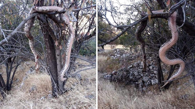 6 metrelik yılanın öldürüldükten sonra ağaca asıldığı öğrenildi.  