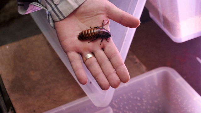  Çin'de 24 yaşındaki gencin kulağından biri büyük, 10'u yavru 11 hamam böceği çıkarıldı.