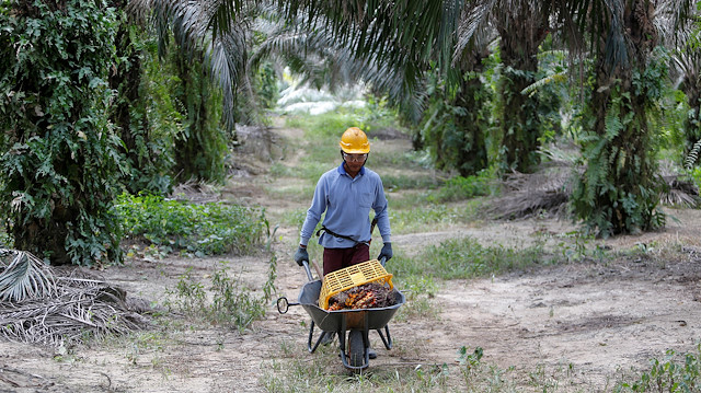 File photo: A worker collects palm oil fruits at a plantation in Bahau