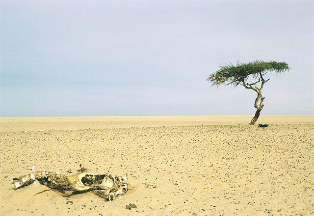 Tenere bölgesinin belgeseli