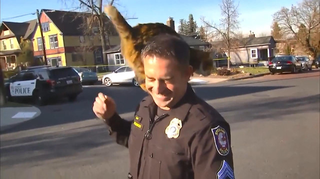 Amerika'da bir haber kanalına röportaj veren polisin üzerine kedi atladı.