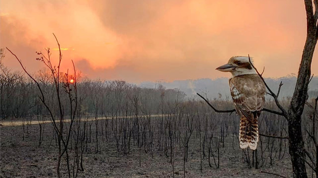 A kookaburra perches on a burnt tree in the aftermath of a bushfire in Wallabi Point, New South Wales, Australia, November 12, 2019, in this image obtained from social media