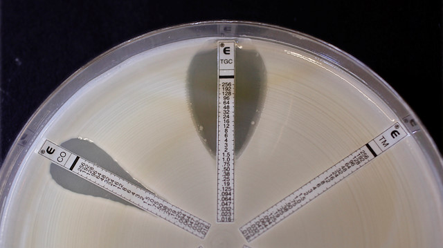 A plate which was coated with an antibiotic-resistant bacteria 