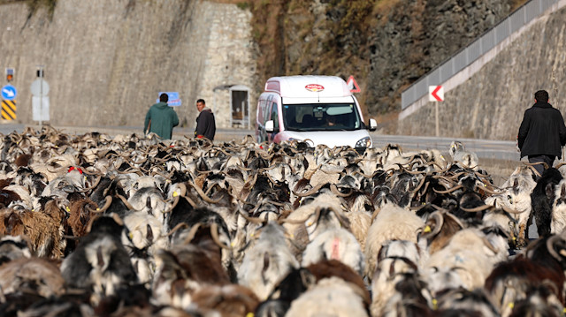 Çobanlar, trafik akışını kontrol etmeye çalışarak sürüsü ile karayolunda ilerledi.