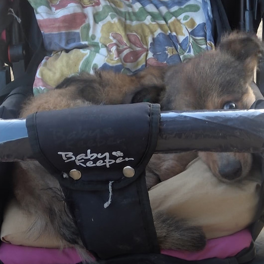 Felçli köpeğinin tüm ihtiyaçlarını karşılayıp bebek arabasıyla gezdiriyor