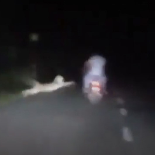 Motosiklet sürücüsü leopar saldırısından son anda kurtuldu
