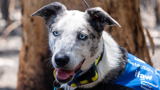 Bear, a Cattle Dog cross-breed who is helping to find and save koalas injured in Australia's recent bushfires, is seen in Queensland, Australia, in this picture obtained from social media on November 20, 2019