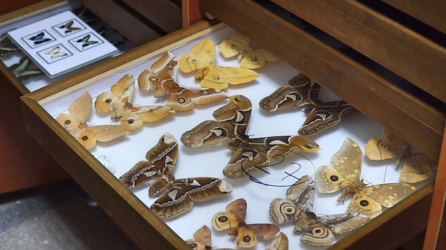 Turkish 'insects museum' 