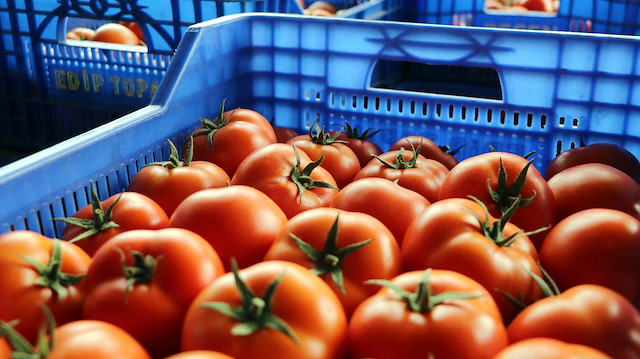 Rusya 20 ton domatesi Türkiye'ye iade etti.