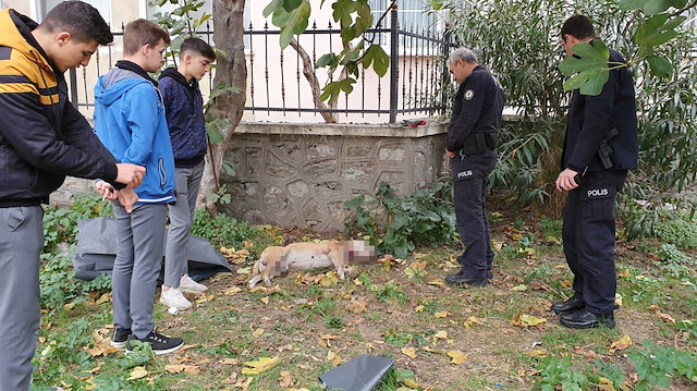 Bursa'daki bir lise bahçesinde boğazı kesilmiş köpek bulundu. 