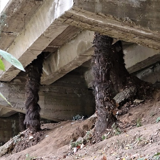 Bursada şehirde ağaçlar zarar görmesin diye beton köprüyü deldiler