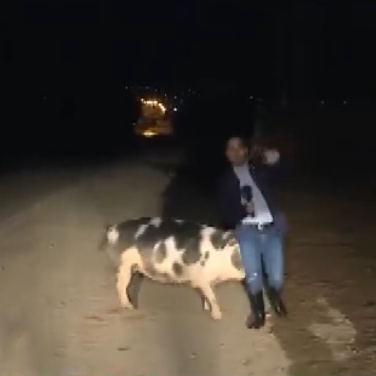 Canlı yayın yapan muhabiri domuz kovaladı