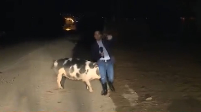 Canlı yayın yapan muhabiri domuz kovaladı