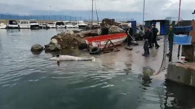 Bursa'da ölü yunus bulundu.