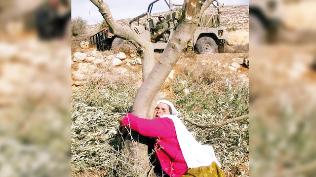 Filistinliler, tüm saldırılara rağmen barışın ve esenliğin sembolü olan ağaçlarından vazgeçmiyorlar.