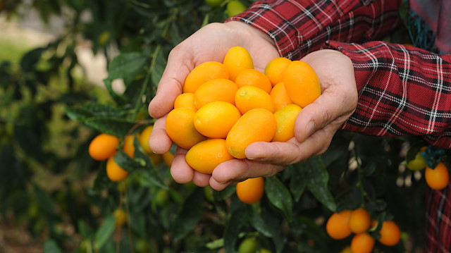 Portakal, mandalina, bergamot, limon gibi turunçgiller ailesinden kamkat, 'turunçgillerin mücevheri' veya 'altın portakal' olarak anılıyor.