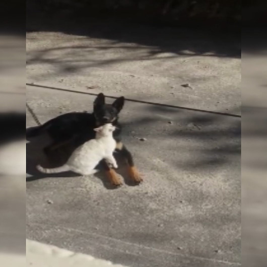 Kedi ve köpeğin dostluğu görenleri hayran bırakıyor